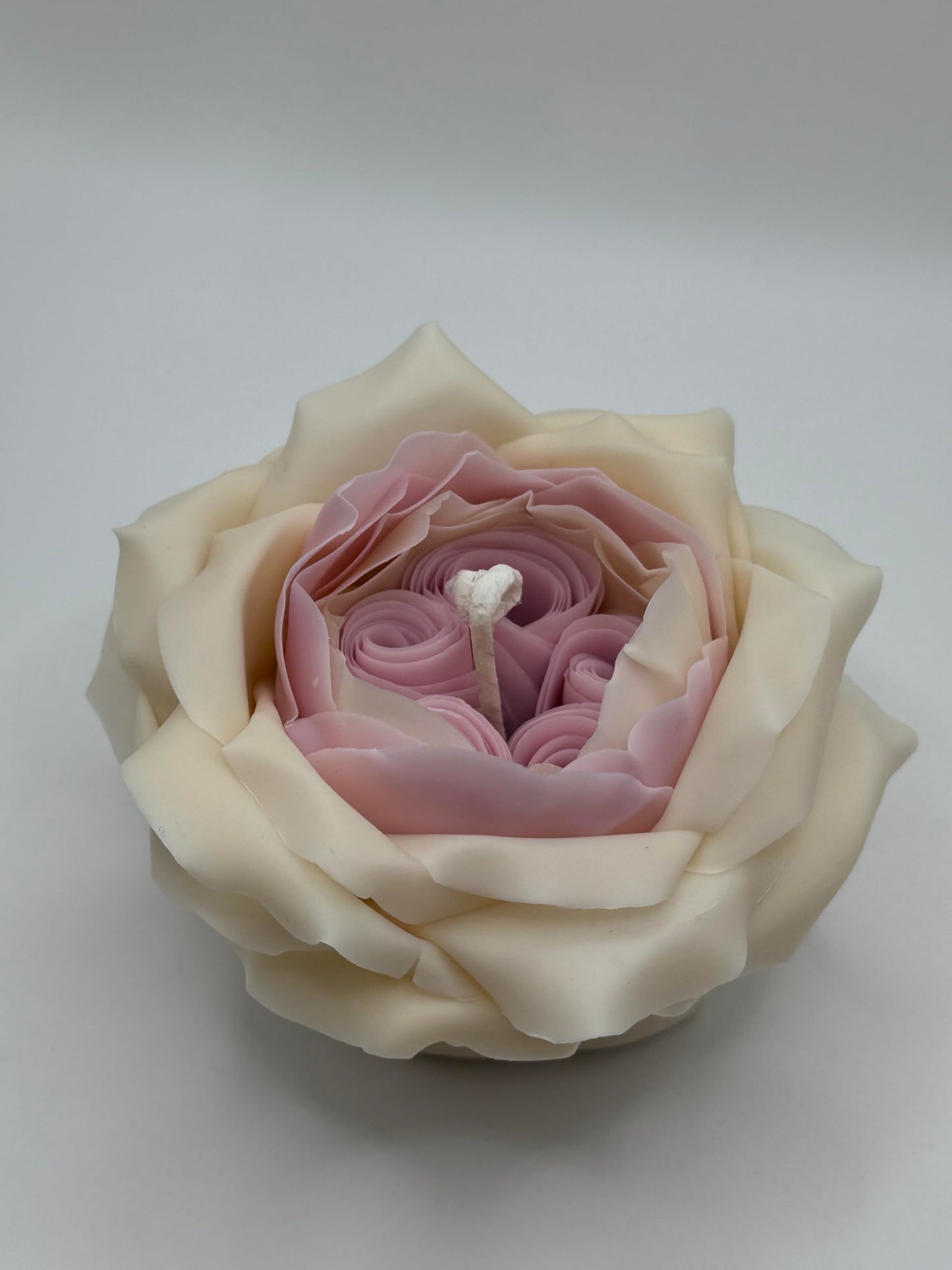 Candle The Rose by David Austin (White-Pink)
