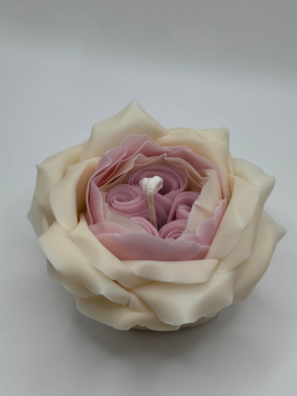Candle The Rose by David Austin (White-Pink)