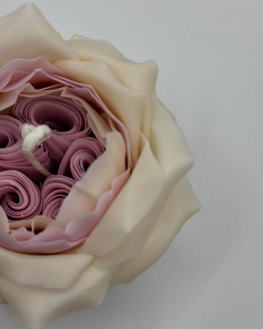 Candle The Rose by David Austin (White-Pink)