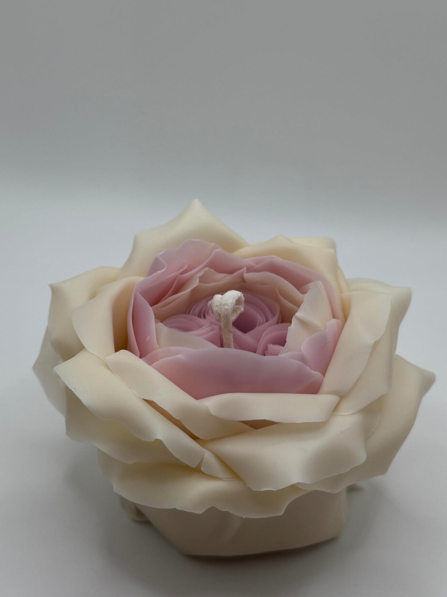 Candle The Rose by David Austin (White-Pink)
