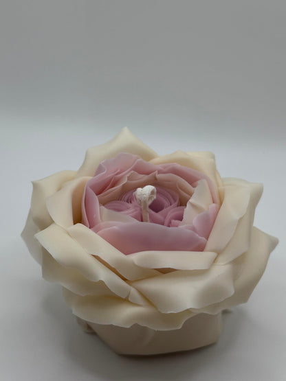 Candle The Rose by David Austin (White-Pink)