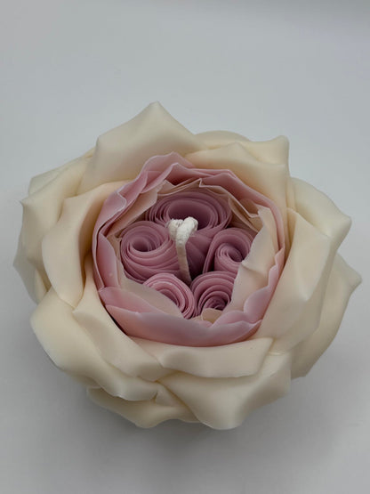Candle The Rose by David Austin (White-Pink)